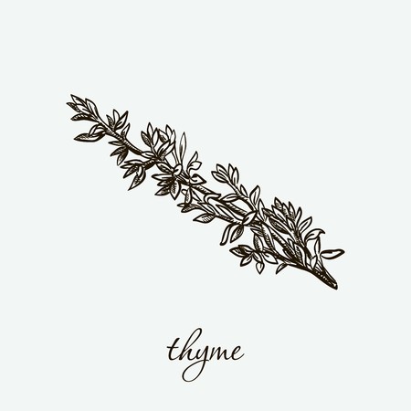 thyme. natural herbs. sketch on greyのイラスト素材
