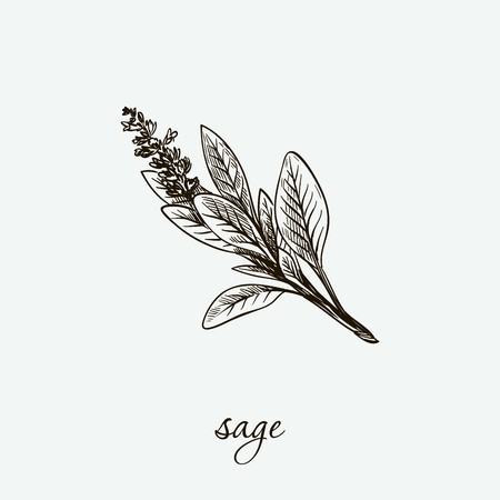 sage. natural herbs. sketch on greyのイラスト素材