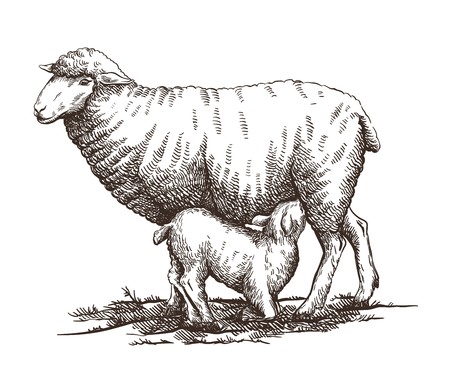 New born lamb suckling milk from mother sheepのイラスト素材
