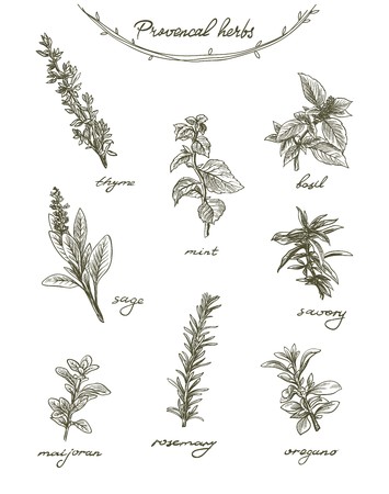 Collection of herbs and spices on a white background with signaturesのイラスト素材