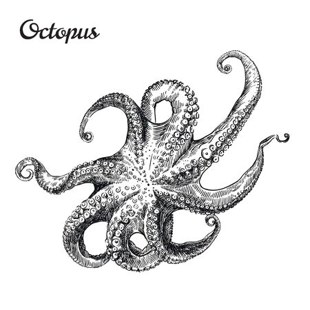 one octopus. vector sketch on a whiteのイラスト素材