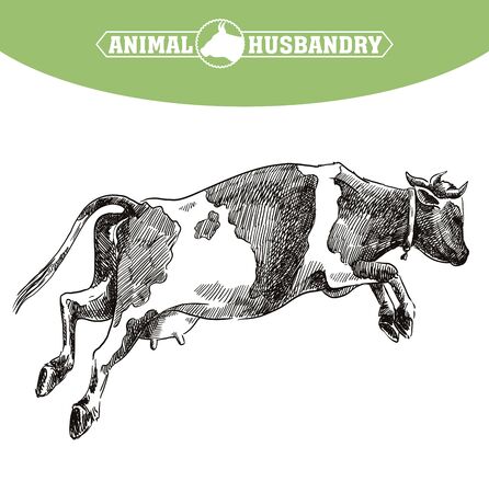 breeding cow. animal husbandry. livestock illustration on a whiteのイラスト素材
