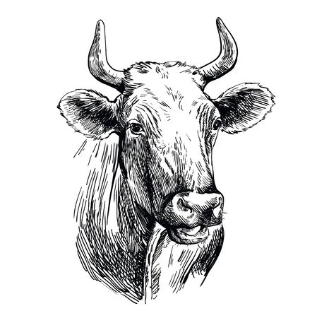 breeding cow. grazing cattle. animal husbandry. livestock. illustration on a white backgroundのイラスト素材