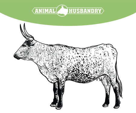 Breeding cattle. silhouette of a grazing cow. vector illustration isolated on white backgroundのイラスト素材