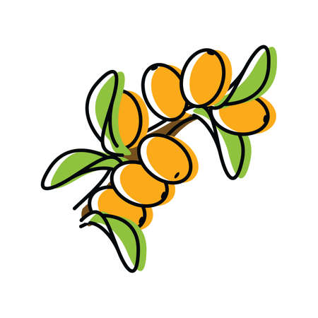 buckthorn. natural berries. vector illustration in flat styleのイラスト素材