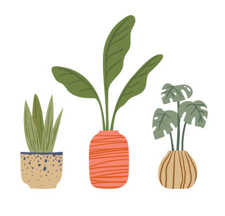 Tropical plants in stylish pots and pots. Vector illustration.のイラスト素材