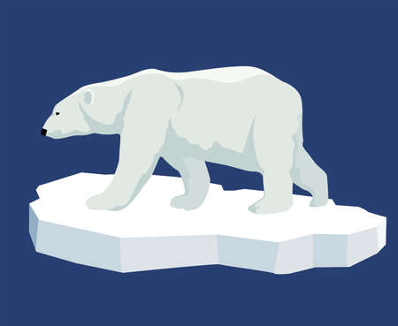 Polar bear. Illustration of a polar bear standing on an ice floe, side view. Flat style