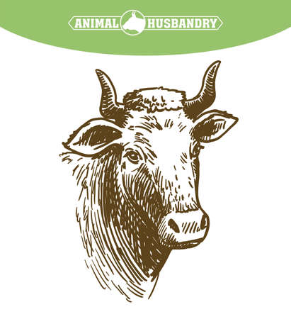 Isolated cow head on white background, animal husbandry, handmade sketch.のイラスト素材