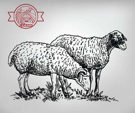 Isolated sheep on a white background. Cattle breedingのイラスト素材