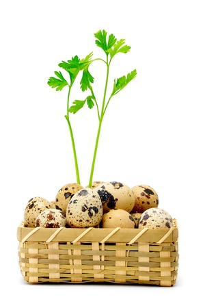 Quail eggs in basket isolated on whiteの写真素材