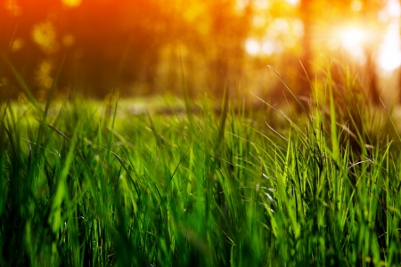 Green grass in sun beamsの写真素材