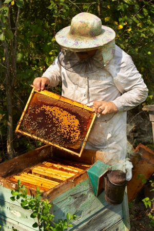 The beekeeper has control over a framework with honeyの写真素材