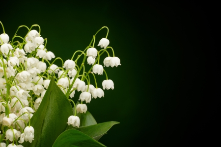 Lilies of the valley on greenの写真素材