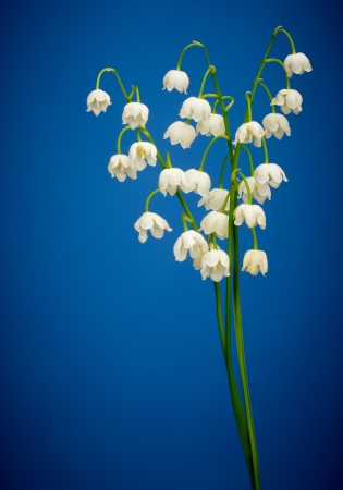 Lilies of the valley on blueの写真素材