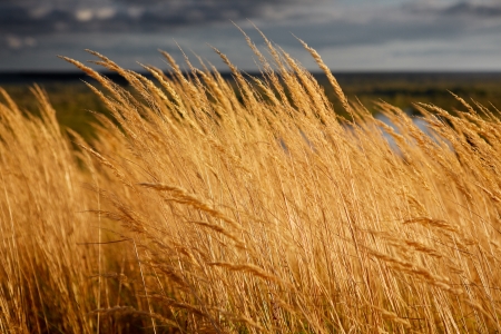 Yellow grass at sunsetの写真素材