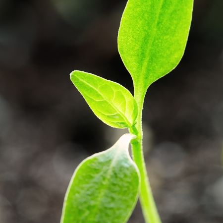 Seedling growing on soil, close-upの写真素材