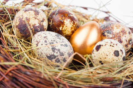 Eggs in nest close-up, macroの写真素材