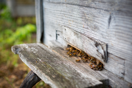 Group of bees near a beehive