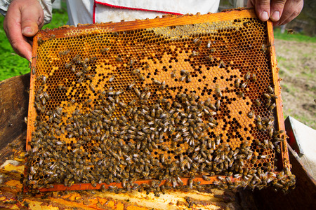 Frame with bees in hands at the beekeeper