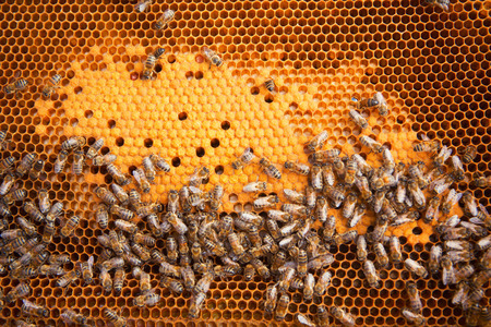 Bees Broods, Hardworking Bees on Honeycomb in Apiary