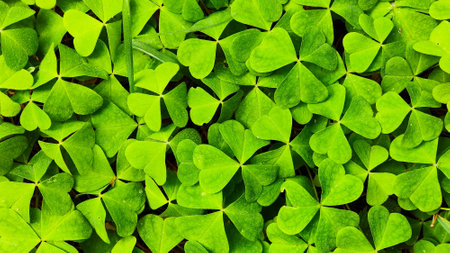 Green Clover Leaves Background. Panoramic Viewの写真素材