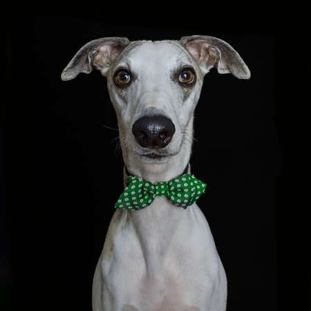 big eyed whippet dog looking at camera, black background, studio photograph, small breed with green bow tie.の写真素材