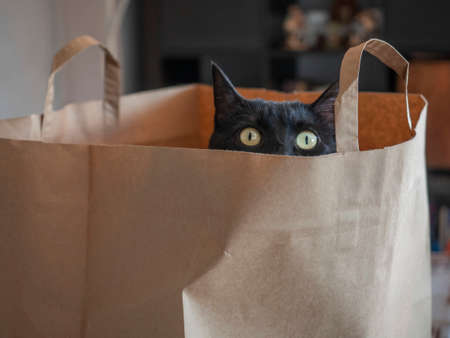Curious black cat with green eyes inside a cardboard bag looking at the camera.の写真素材