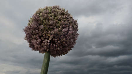 leek flower in the foreground and a sky of gray clouds in the background. horizontal photograph in neutral colors.の写真素材