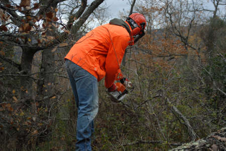 Lumberjack in orange protective jacket and helmet with chainsaw cutting down trees, clearing the forest.の写真素材