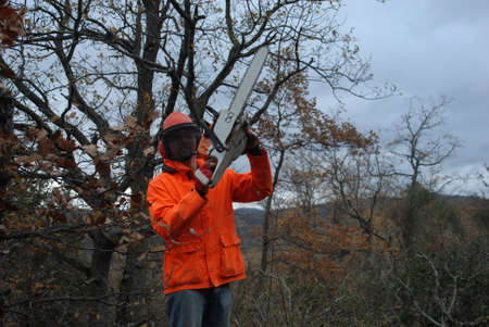 lumberjack in orange protective gear, with helmet and visor ready to clear the forest with chainsaw raised, looking at camera with positive attitude. horizontal photo, background with oak trees.の写真素材