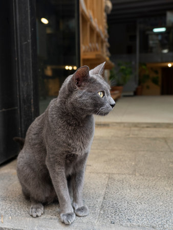 gray cat is sitting in profile with green eyes attentively watching something happening. the...