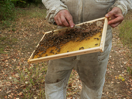 beekeeper working with the bees, holding a honeycomb with his hands, you can see the wax that the bees have built up.の写真素材