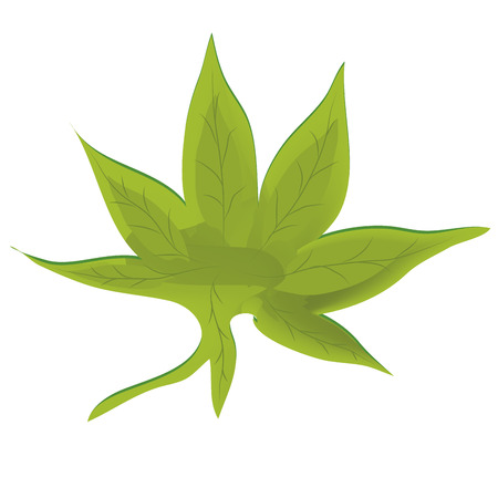 a beautiful green leaf in a white backgroundのイラスト素材