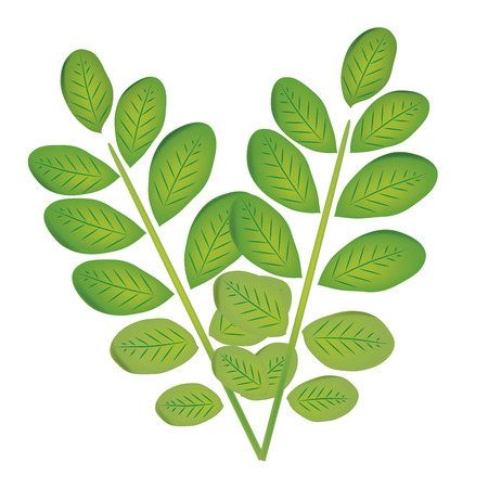 a pair of green leafs in white backgroundのイラスト素材