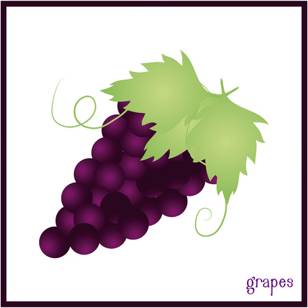 Isolated grape on a white background. Vector illustrationのイラスト素材