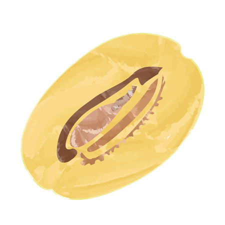 Isolated cut of a soursop, Vector illustrationのイラスト素材