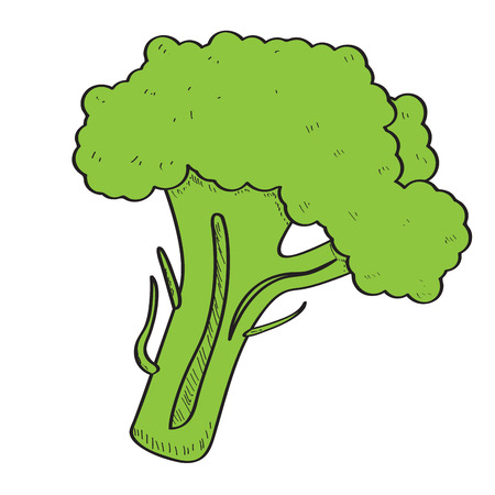 Isolated broccoli on a white background, Vector illustrationのイラスト素材