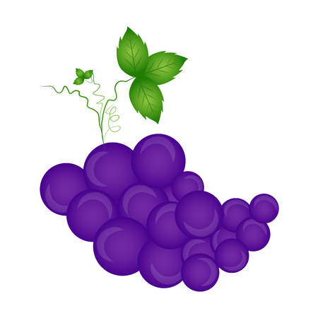 Grapes isolated on white background, Vector illustrationのイラスト素材
