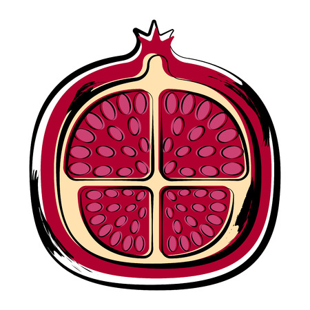 Sketch of a front view of a cut pomegranate. Vector illustration designのイラスト素材