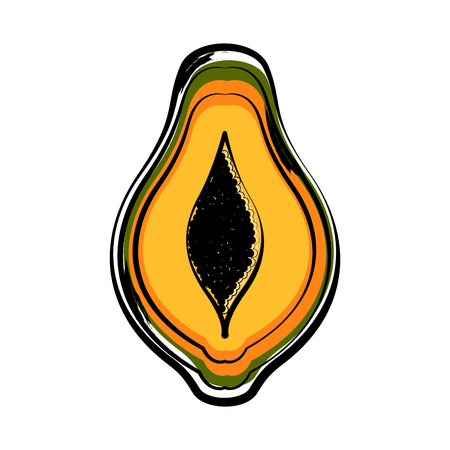 Sketch of a front view of a cut papaya. Vector illustration designのイラスト素材