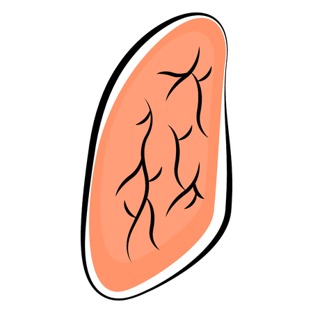 Isolated human lung. Colored sketch. Vector illustration designのイラスト素材