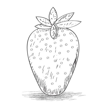 Sketch of a strawberry. Fruit sketch - Vector illustrationのイラスト素材