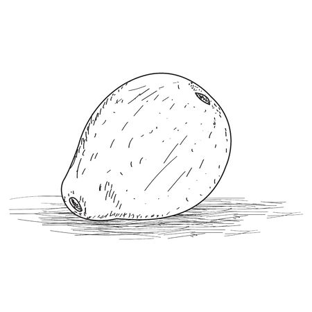 Sketch of a guava. Fruit sketch - Vector illustrationのイラスト素材