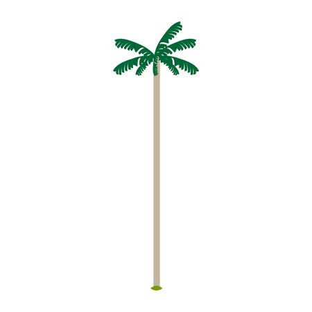 Isolated cocora valley tree over a white background - Vector illustrationのイラスト素材
