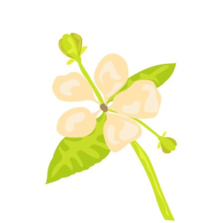 Isolated watercolor flower. Spring season - Vector illlustrationのイラスト素材