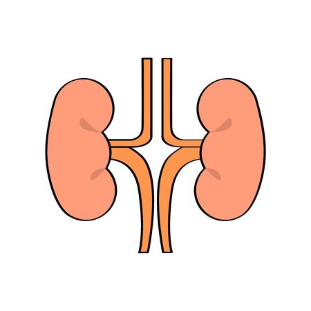 Isolated kidneys icon. Human body - Vector illustration