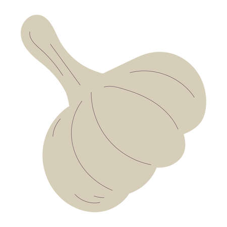Isolated sketch of a garlic icon Flat design Vectorのイラスト素材