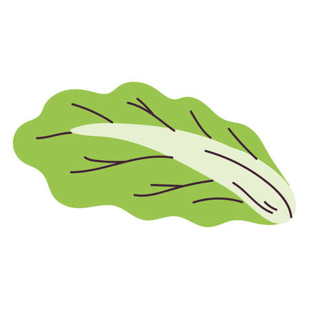 Isolated sketch of a lettuce icon Flat design Vectorのイラスト素材