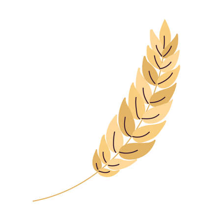Isolated sketch of a wheat icon Vectorのイラスト素材