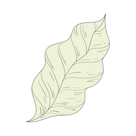 Isolated colored summer leaf sketch icon Vectorのイラスト素材